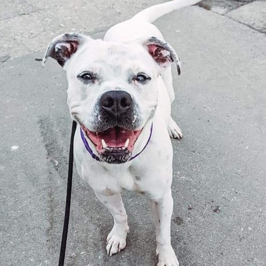 Nikki, an adoptable American Bulldog, Boxer in Wichita, KS, 67278 | Photo Image 5