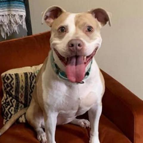 Peach, an adoptable Pit Bull Terrier in Wichita, KS, 67278 | Photo Image 1