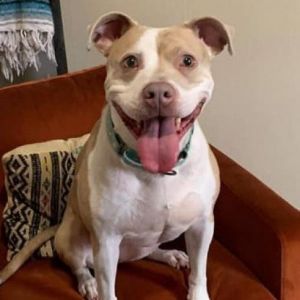 Peach, Senior Female Pit Bull Terrier