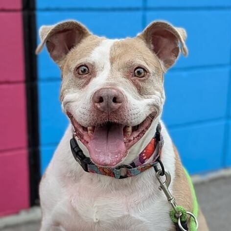 Peach, an adoptable Pit Bull Terrier in Wichita, KS, 67278 | Photo Image 1