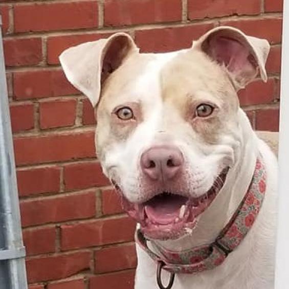 Peach, an adoptable Pit Bull Terrier in Wichita, KS, 67278 | Photo Image 2