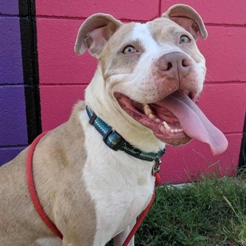 Peach, an adoptable Pit Bull Terrier in Wichita, KS, 67278 | Photo Image 3