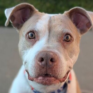 Peach, an adoptable Pit Bull Terrier in Wichita, KS, 67278 | Photo Image 5