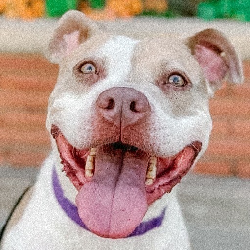 Peach, an adoptable Pit Bull Terrier in Wichita, KS, 67278 | Photo Image 6