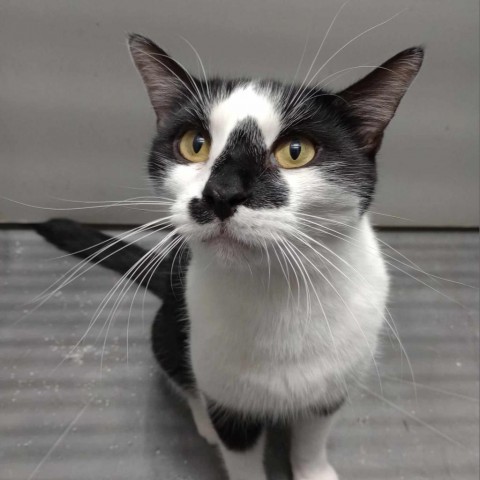 Tux, an adoptable Domestic Short Hair in Wichita, KS, 67278 | Photo Image 1