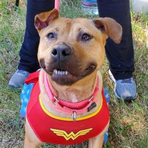 Netti, an adoptable Pit Bull Terrier in Wichita, KS, 67278 | Photo Image 1