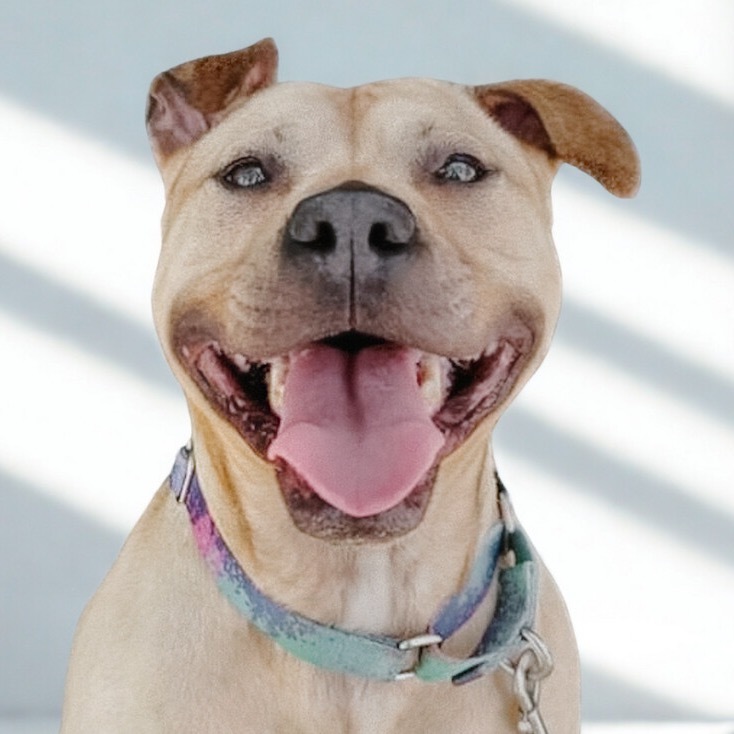 Netti, an adoptable Pit Bull Terrier in Wichita, KS, 67278 | Photo Image 1