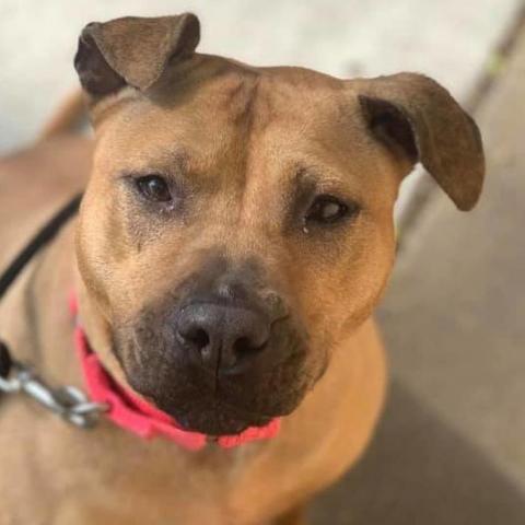 Netti, an adoptable Pit Bull Terrier in Wichita, KS, 67278 | Photo Image 2