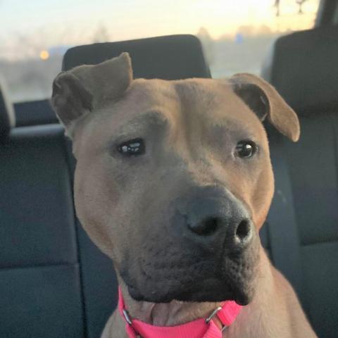 Netti, an adoptable Pit Bull Terrier in Wichita, KS, 67278 | Photo Image 3