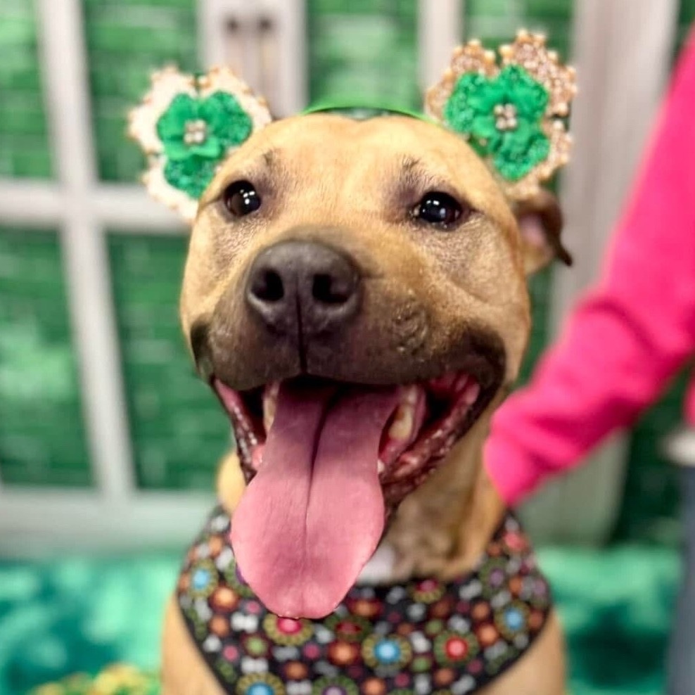 Netti, an adoptable Pit Bull Terrier in Wichita, KS, 67278 | Photo Image 5