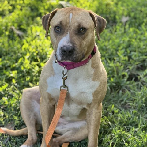 Journey, an adoptable Pit Bull Terrier, Mixed Breed in Wichita, KS, 67278 | Photo Image 1