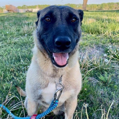 Helgi, an adoptable Akita in Wichita, KS, 67278 | Photo Image 1