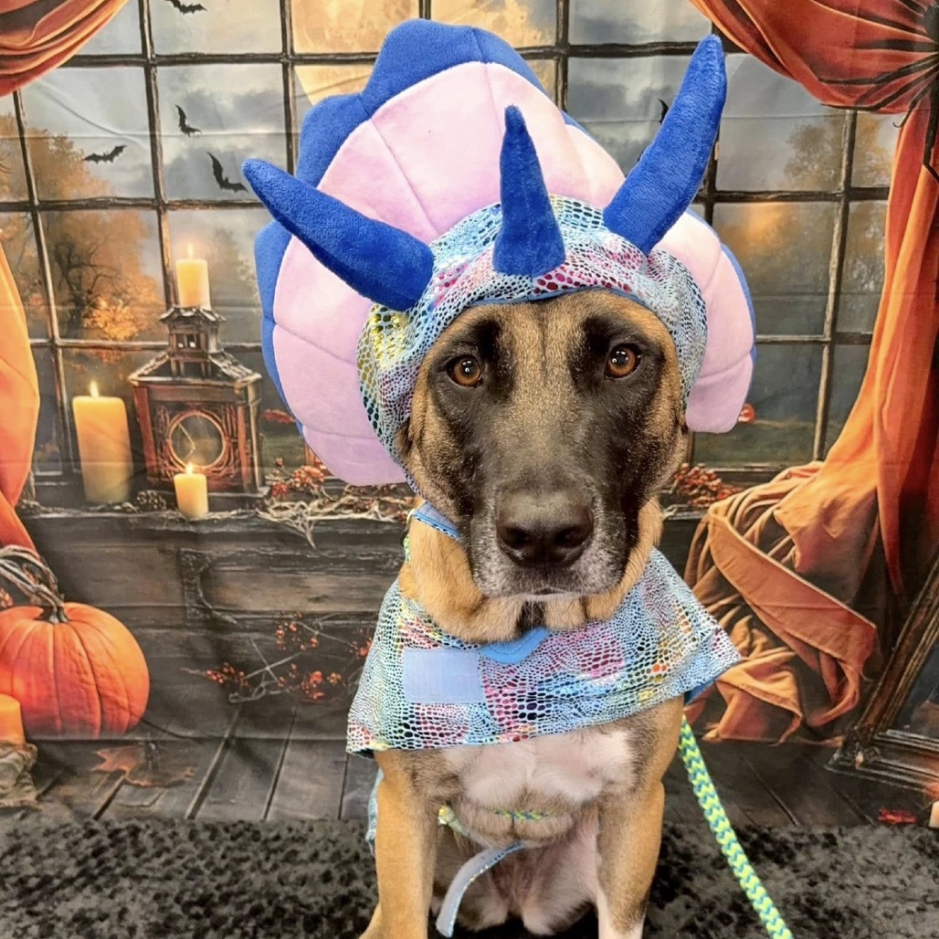 Helgi, an adoptable Akita in Wichita, KS, 67278 | Photo Image 2