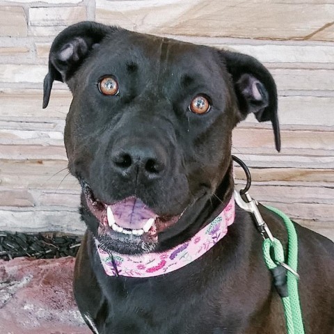 Allie, an adoptable Pit Bull Terrier in Wichita, KS, 67278 | Photo Image 1