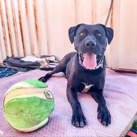 Allie, an adoptable Pit Bull Terrier in Wichita, KS, 67278 | Photo Image 3