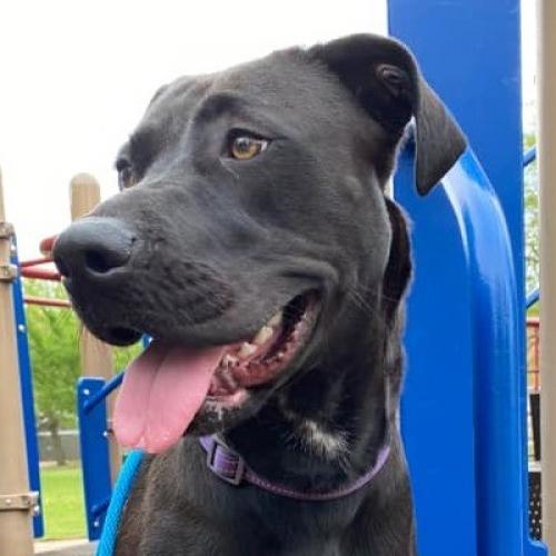 Allie, an adoptable Pit Bull Terrier in Wichita, KS, 67278 | Photo Image 3