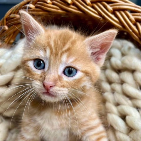 Count Chocula, an adoptable Domestic Short Hair in Wichita, KS, 67278 | Photo Image 2