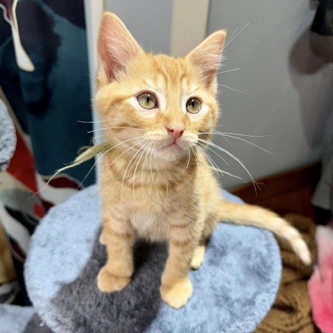 Count Chocula, an adoptable Domestic Short Hair in Wichita, KS, 67278 | Photo Image 3