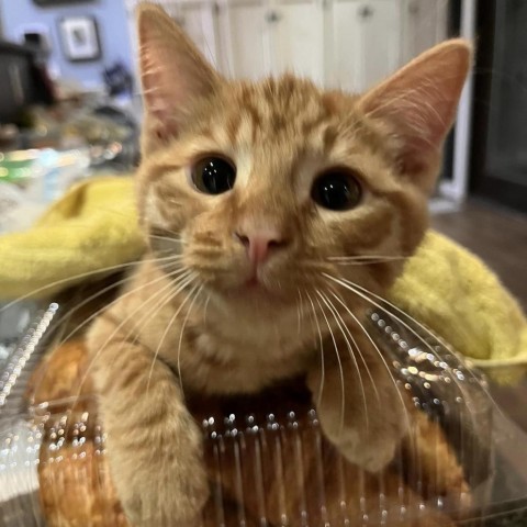 Count Chocula, an adoptable Domestic Short Hair in Wichita, KS, 67278 | Photo Image 3