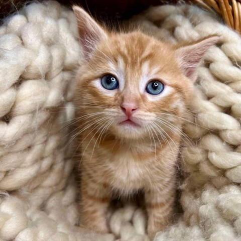 Count Chocula, an adoptable Domestic Short Hair in Wichita, KS, 67278 | Photo Image 4