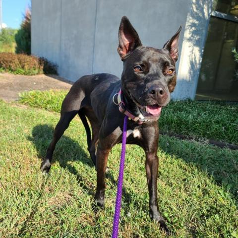 Lorelei, an adoptable Pit Bull Terrier in Wichita, KS, 67278 | Photo Image 2