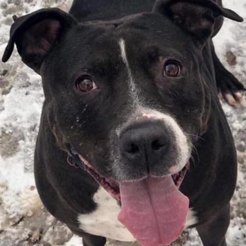 Henny, an adoptable Pit Bull Terrier in Wichita, KS, 67278 | Photo Image 1