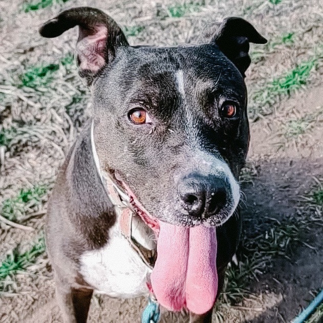 Hennessey, an adoptable Pit Bull Terrier in Wichita, KS, 67278 | Photo Image 1