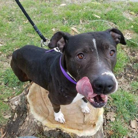 Henny, an adoptable Pit Bull Terrier in Wichita, KS, 67278 | Photo Image 2