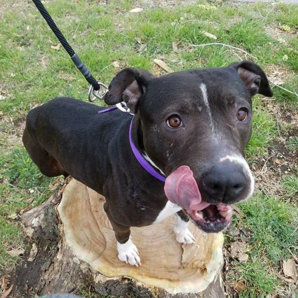 Hennessey, an adoptable Pit Bull Terrier in Wichita, KS, 67278 | Photo Image 3