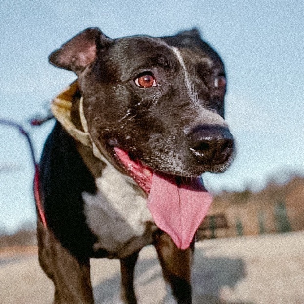 Hennessey, an adoptable Pit Bull Terrier in Wichita, KS, 67278 | Photo Image 4