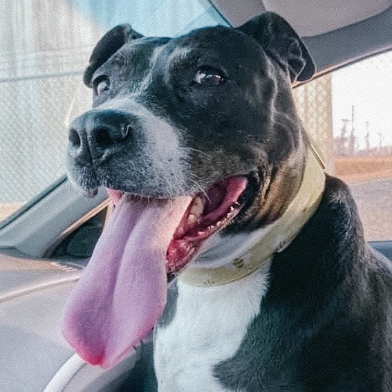Hennessey, an adoptable Pit Bull Terrier in Wichita, KS, 67278 | Photo Image 5