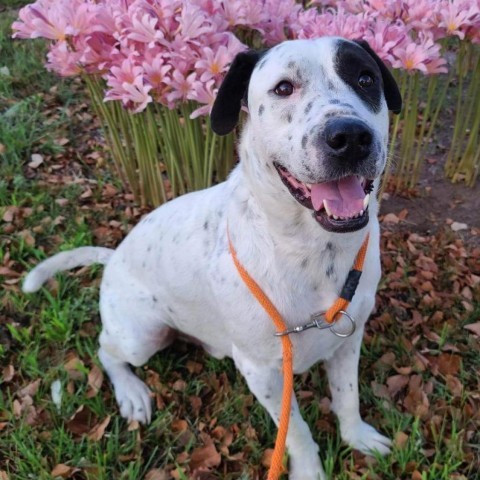 Andre, an adoptable Mixed Breed in Wichita, KS, 67278 | Photo Image 1