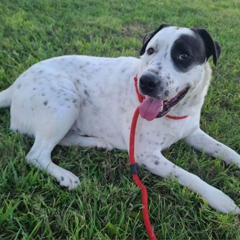 Andre, an adoptable Mixed Breed in Wichita, KS, 67278 | Photo Image 3