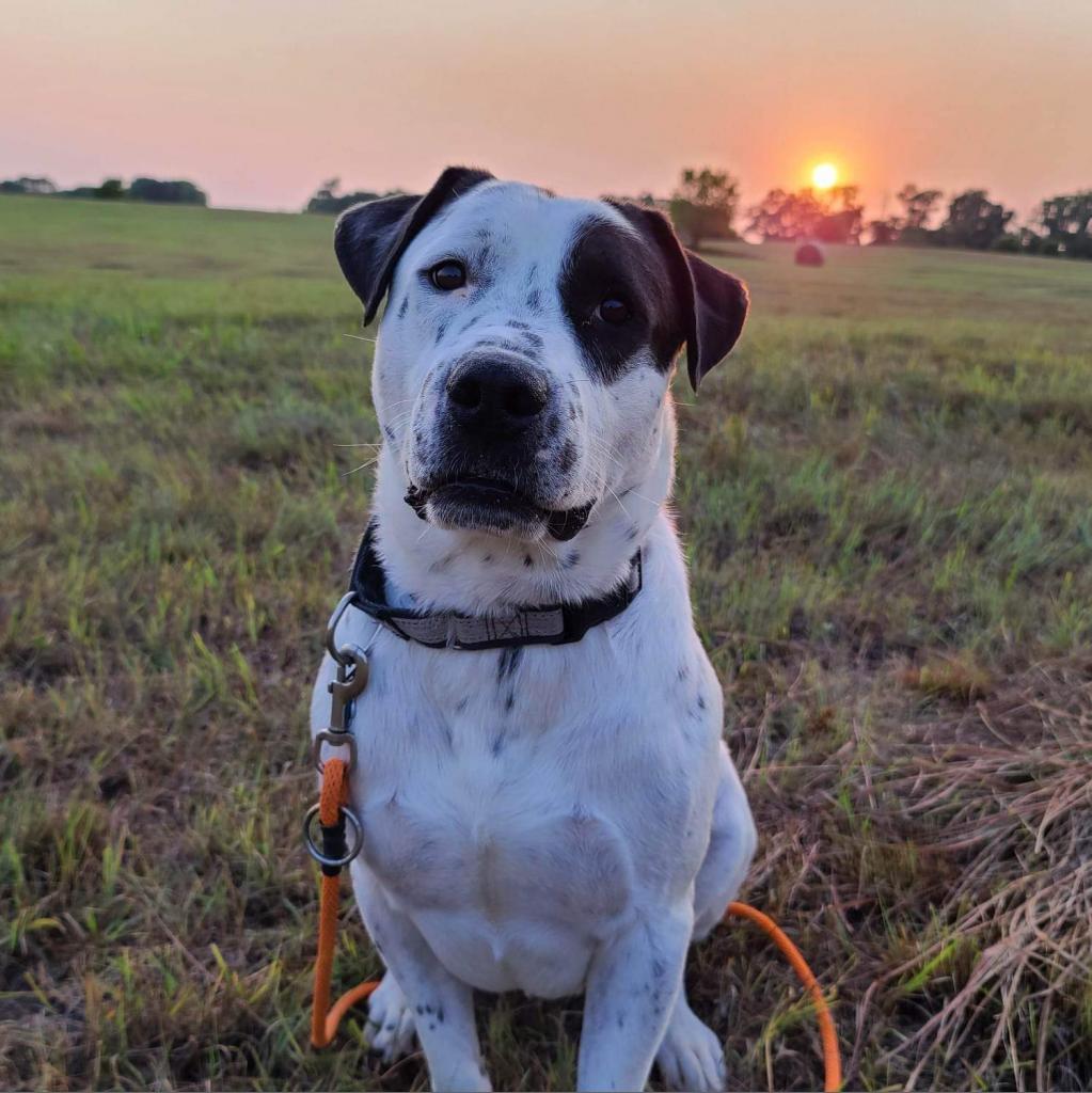 Andre, an adoptable Mixed Breed in Wichita, KS, 67278 | Photo Image 3