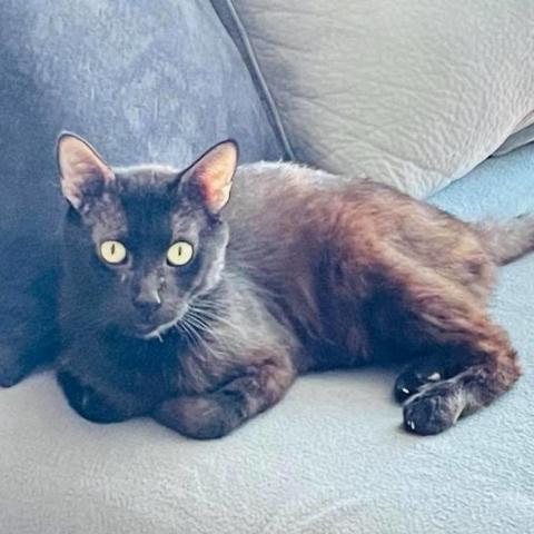 Ricky, an adoptable Domestic Medium Hair in Wichita, KS, 67278 | Photo Image 1