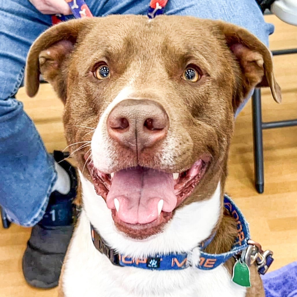 Poindexter, an adoptable Pit Bull Terrier in Wichita, KS, 67278 | Photo Image 1