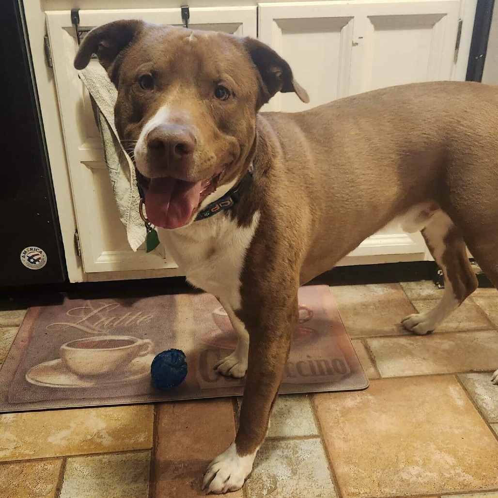 Poindexter, an adoptable Pit Bull Terrier in Wichita, KS, 67278 | Photo Image 2