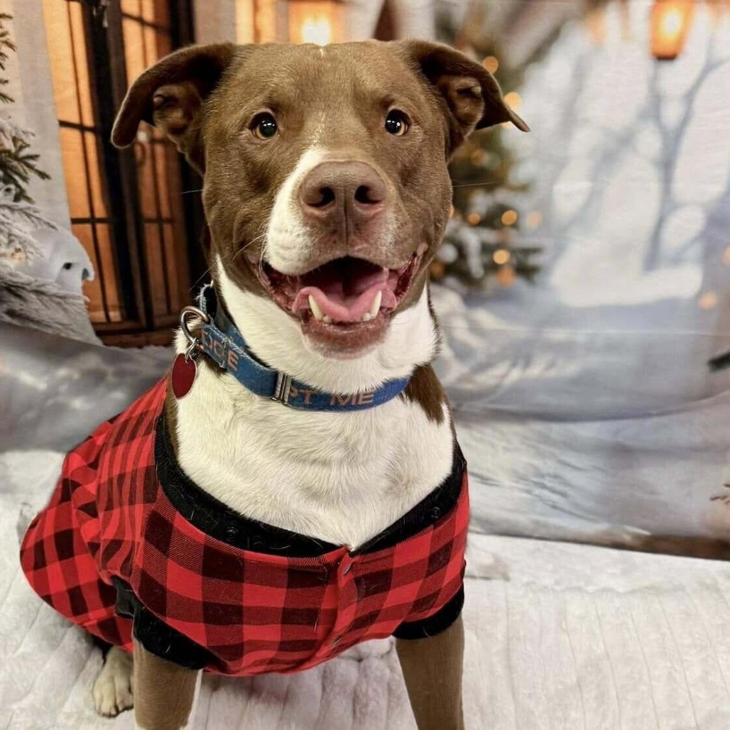 Poindexter, an adoptable Pit Bull Terrier in Wichita, KS, 67278 | Photo Image 3