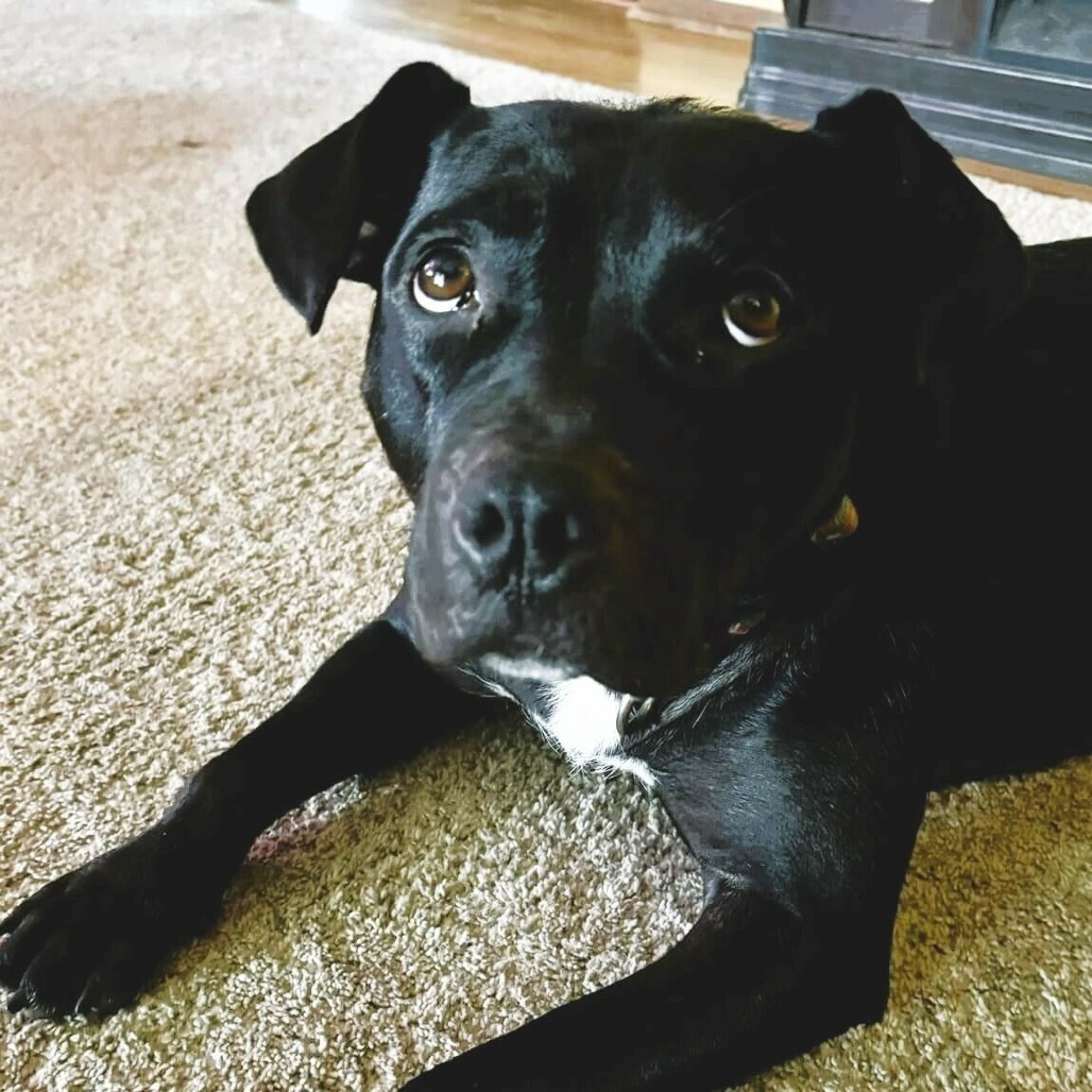 Eve, an adoptable Pit Bull Terrier in Wichita, KS, 67278 | Photo Image 1