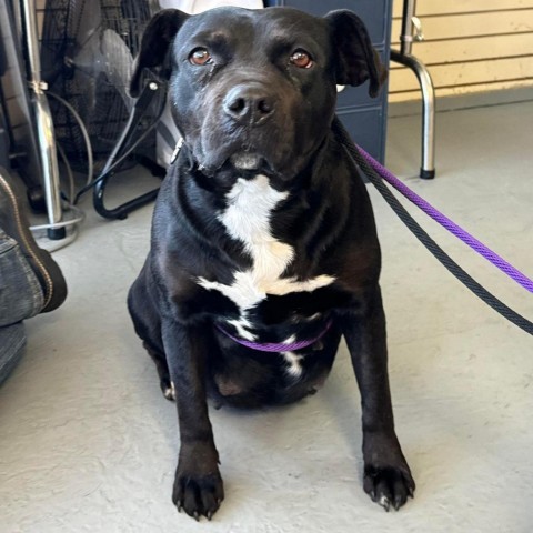 Eve, an adoptable Pit Bull Terrier in Wichita, KS, 67278 | Photo Image 2