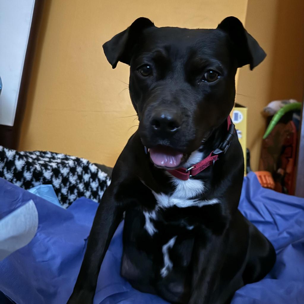 Eve, an adoptable Pit Bull Terrier in Wichita, KS, 67278 | Photo Image 2