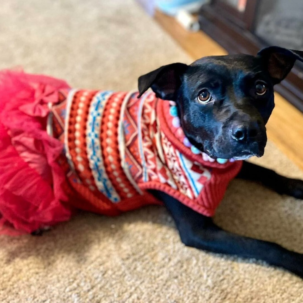 Eve, an adoptable Pit Bull Terrier in Wichita, KS, 67278 | Photo Image 4