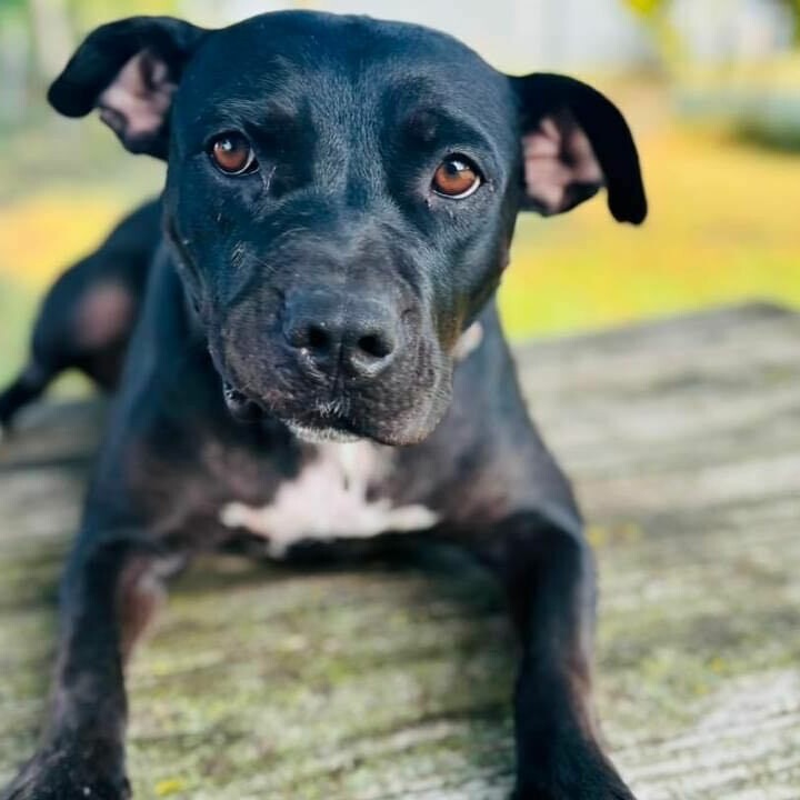 Eve, an adoptable Pit Bull Terrier in Wichita, KS, 67278 | Photo Image 5