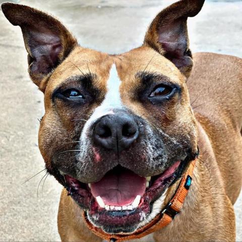 Daisy, an adoptable Pit Bull Terrier in Wichita, KS, 67278 | Photo Image 1