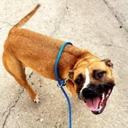 Daisy, an adoptable Pit Bull Terrier in Wichita, KS, 67278 | Photo Image 2