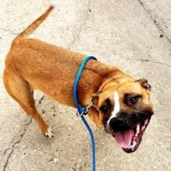Daisy, an adoptable Pit Bull Terrier in Wichita, KS, 67278 | Photo Image 3