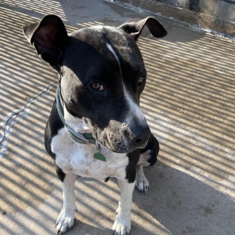 Alexandra, an adoptable Pit Bull Terrier in Wichita, KS, 67278 | Photo Image 1