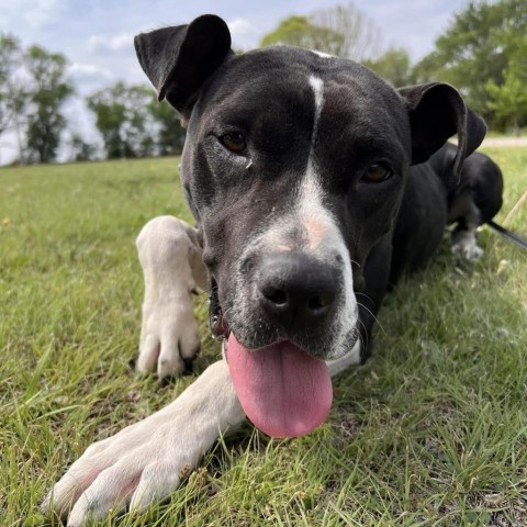 Alexandra, an adoptable Pit Bull Terrier in Wichita, KS, 67278 | Photo Image 2