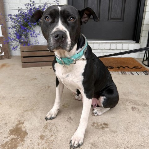 Alexandra, an adoptable Pit Bull Terrier in Wichita, KS, 67278 | Photo Image 3