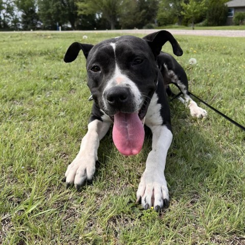 Alexandra, an adoptable Pit Bull Terrier in Wichita, KS, 67278 | Photo Image 4